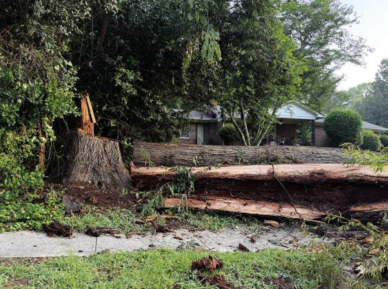 The top of this large oak tree, obviously weakened by its decayed heartwood, fell onto a utility pole and knocked down power lines in Eatonton Saturday. VICTORIA ANADENKO/Staff