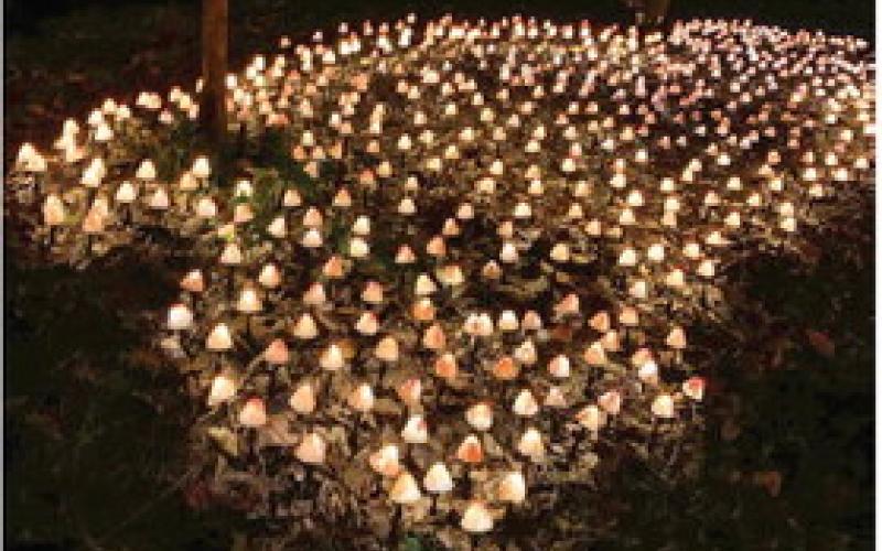 Attendees can glimpse at glowing mushrooms growing alongside the pathway of the woods. BAILEY MCCULLY/ Staff