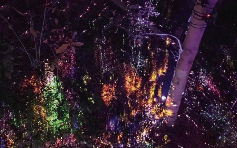 As you enter the WildWoods, lights flicker and move around you like fireflies gliding through the flora. BAILEY MCCULLY/Staff