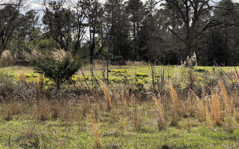 “Little, yellow flowers” betray the location of long-ago homesteads on off-the-beaten-path lots all across Georgia. CONTRIBUTED