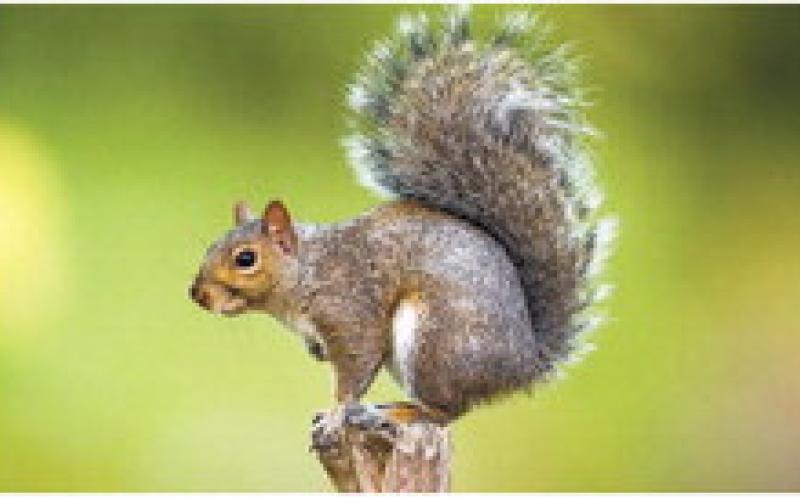 Georgia squirrel hunting season begins Aug. 15