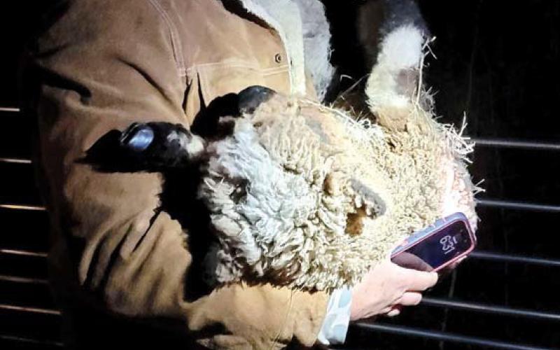 Steven Crager holds his spotted Babydoll Ram. BAILEY BALLARD/Staff