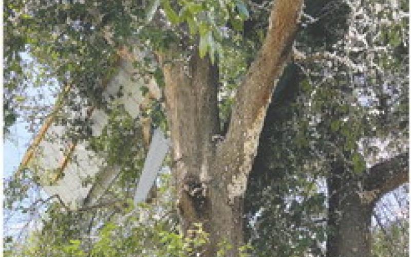 Portions of the roof are suspended in the large oak tree in the Jordans’ front yard. LYNN HOBBS/Staff