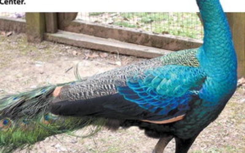 O’Connor is often associated with pea fowl due to how many she raised on the lands of Andalusia. In memory of her love for these birds, Aster and his mate (not pictured) live on the property. BAILEY MCCULLY/Staff