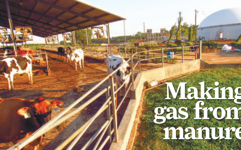 Cows at T&amp;W Farms in Putnam County watch as a new domed building rises nearby. The structure contains a digester which is designed to convert methane from dairy cow manure into natural gas.