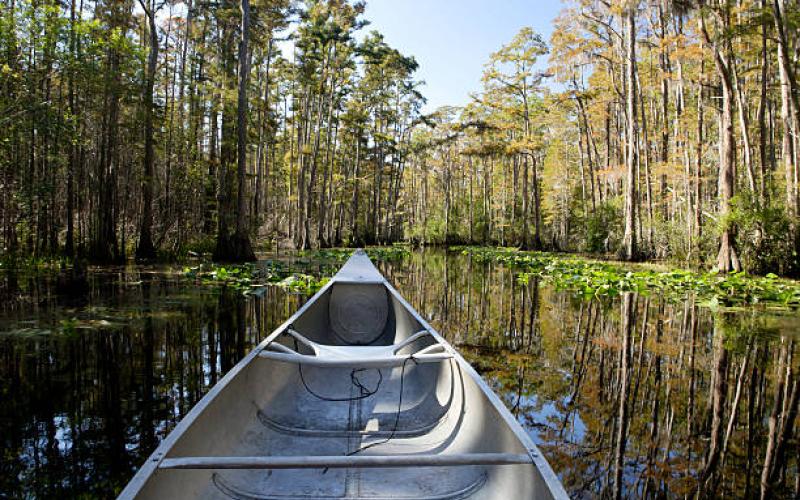 A family canoes through Okefenokee Swamp in Folkston, Ga.. (Photo by iStockPhoto.com)