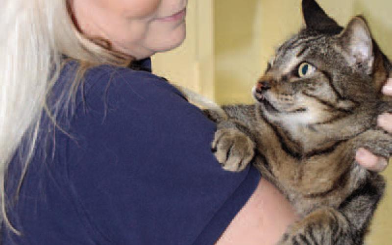 Putnam County Animal Services Director Christine Tillman shares a moment with “Phil,” a large adult cat with an overbite who is looking for his forever home.