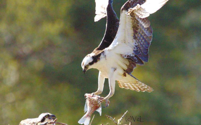 Osprey feeds young over Lake Oconee. VIRGINIA LINCH/Contributed
