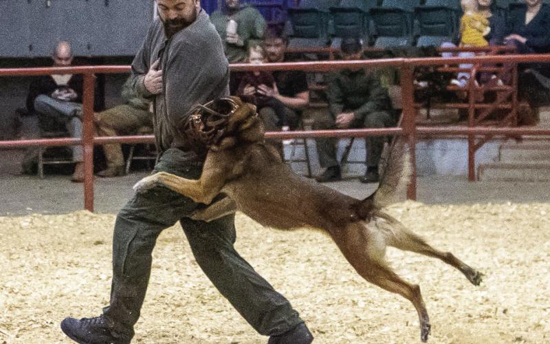 Wearing a muzzle, K9 Nix of the Putnam County Sheriff’s Office attacks a “fleeing suspect” in the second stage of the Tough Dog/Hard Dog competition earlier this month in Perry. CONTRIBUTED