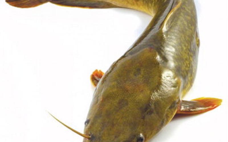 Two things that make fishing for catfish desirable, according to WRD, are that catfish are plentiful in Georgia and the gear needed is simple.