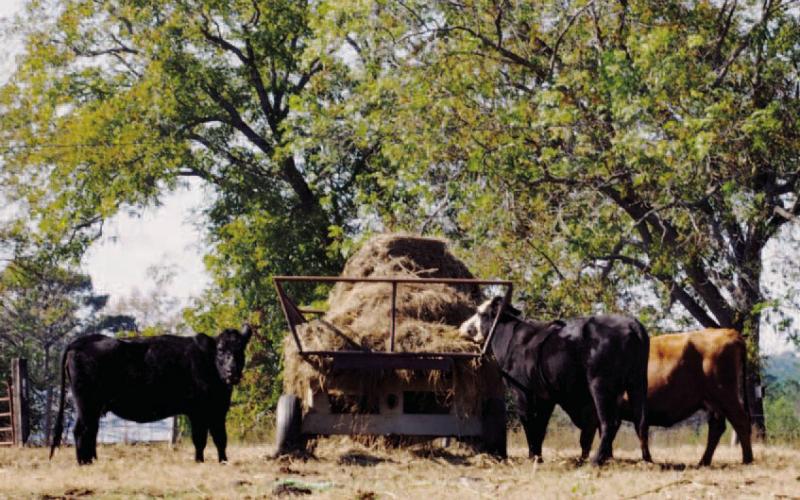 Rita Harman’s winning photo named “Dinner Time.” Three cows are eating from a trailer stationed at a farm near Hwy. 16 in Putnam County. CONTRIBUTED