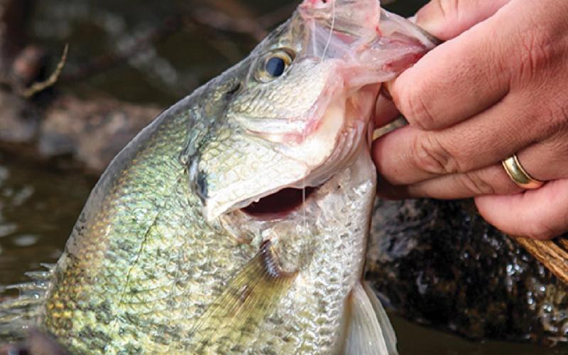 Richard Malcolm says the fish are in the brush piles, but they can be buried deep.