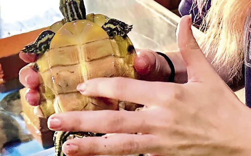 Museum educator Katherine Mikell showcasing the Wood Museum’s yellow-bellied slider turtle. ALIVIA BLANTON/Staff