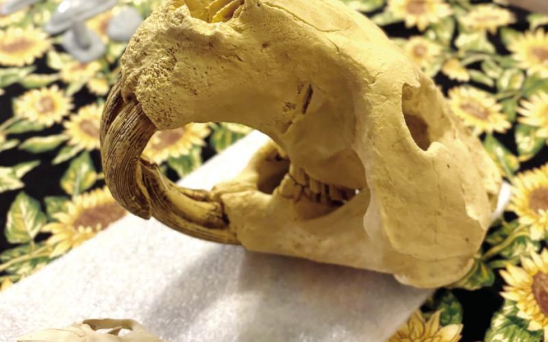 A presentday beaver skull (left) compared to the two-million-year-old skull of a much larger, distant beaver ancestor. CONTRIBUTED