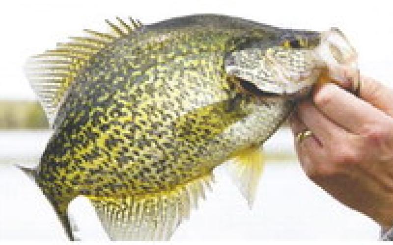 STOCK ART