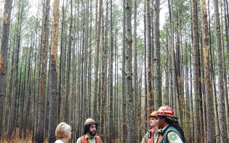 Stripped trees show the devastating effect of a significant Southern Pine Beetle infestation. IAN TOCHER/Staff