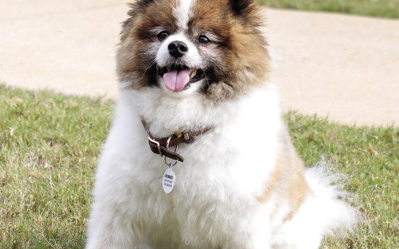Sparky sits for a photo op after his blessing. He belongs to Mitch and Janet Kulick. LEIGH LOFGREN/Staff