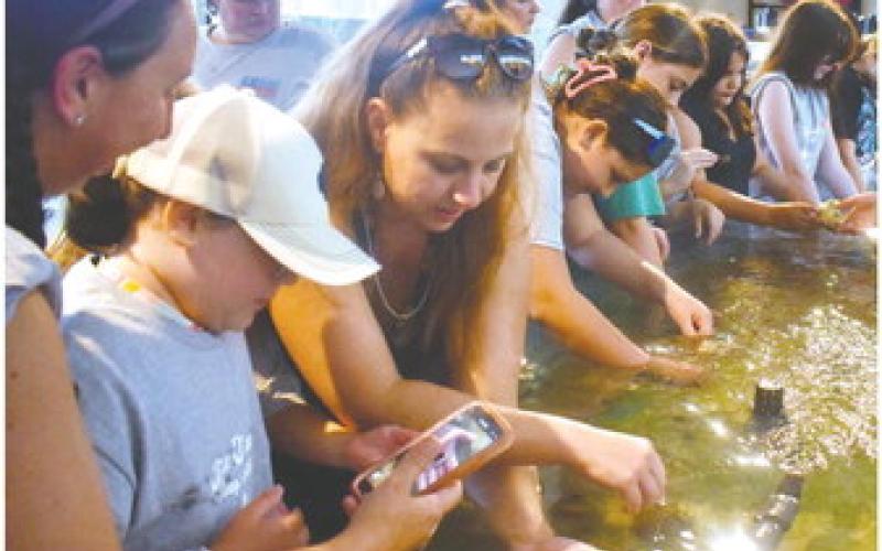 Both kids and their parents enjoying the exploration of marine creatures at the Tybee Island Marine Science Center. LENA HENSLEY/Staff