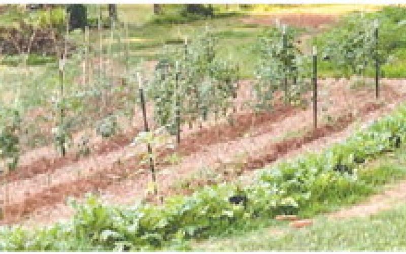 Alt Text for ImageAsk the Eatonton Gardenerd
