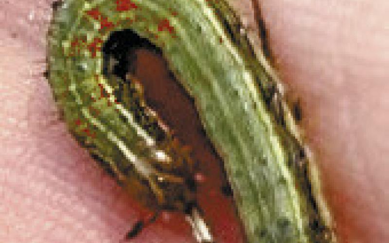 Keith Fielder shows an armyworm larva he picked up in his yard. (CONTRIBUTED)