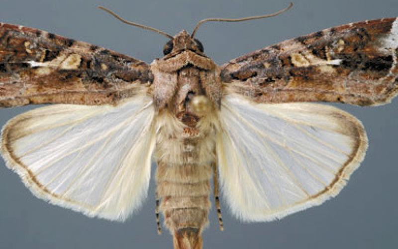 A male armyworm moth. (CONTRIBUTED)