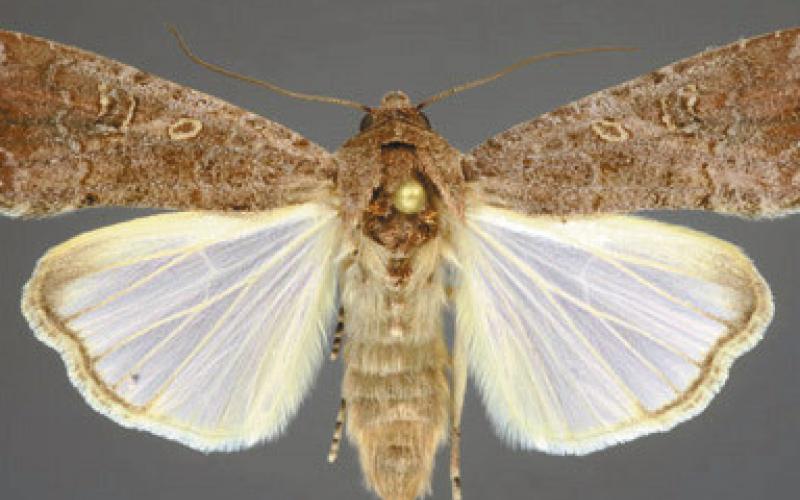 A female armyworm moth. (CONTRIBUTED)