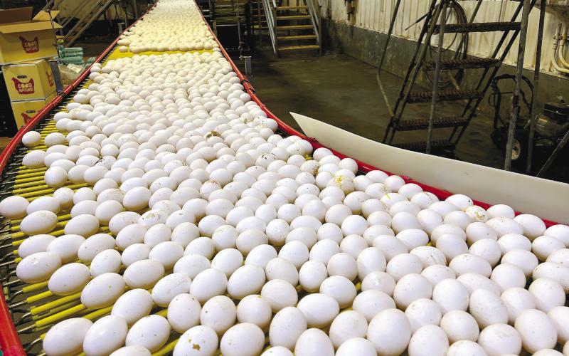Putnam County’s Rose Acre Farms facilities – one of 15 nationwide – produces 850,000 to 1.1 million eggs daily in the northern end of the county. These eggs are on their way to being sorted. IAN TOCHER/Staff
