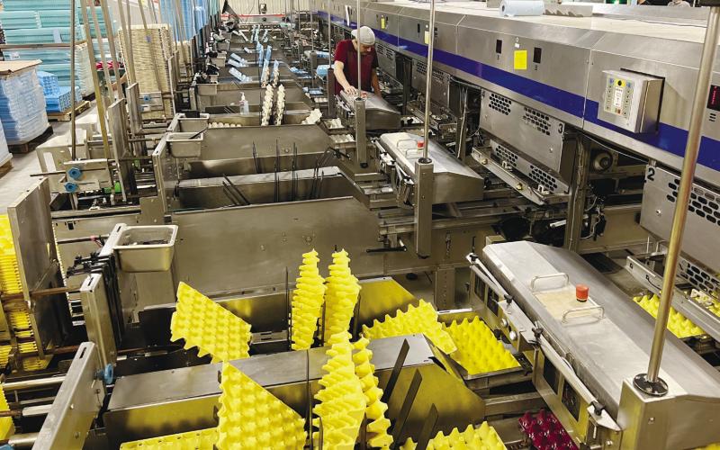 After being sorted, eggs go to an automated packing system, where the eggs are placed into cartons. IAN TOCHER/Staff