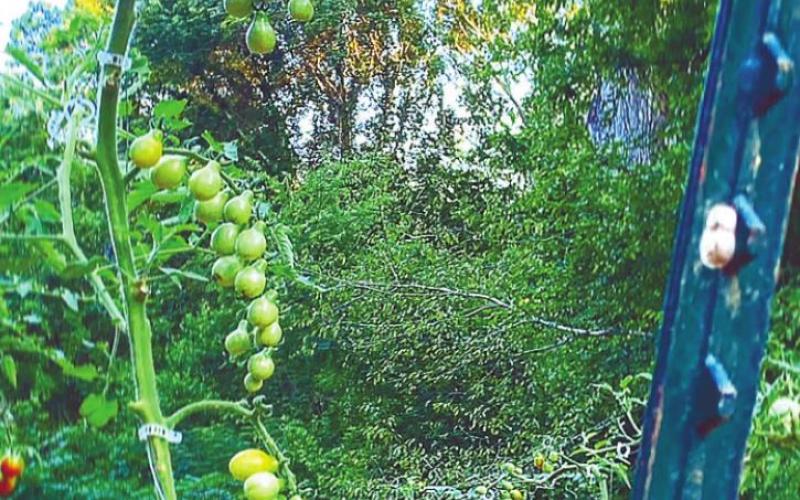 Ask the Eatonton Gardenerd