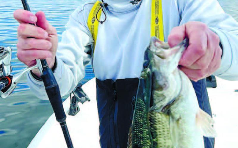 Kevin Wahl with a Lake Sinclair Striper caught trolling a mini Mack. CONTRIBUTED
