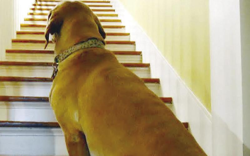 The Homeier’s dog, Flynn, may be Sylvia’s biggest fan, as he often sits and stares at the (seemingly?) empty staircase while wagging his tail.