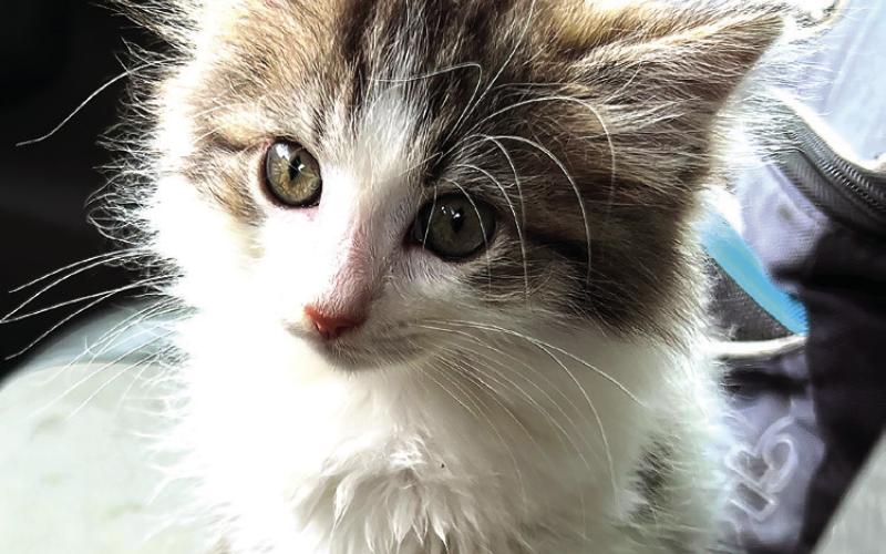 The first photo I took of Ziggy, the day I got her in June 2022. CONTRIBUTED