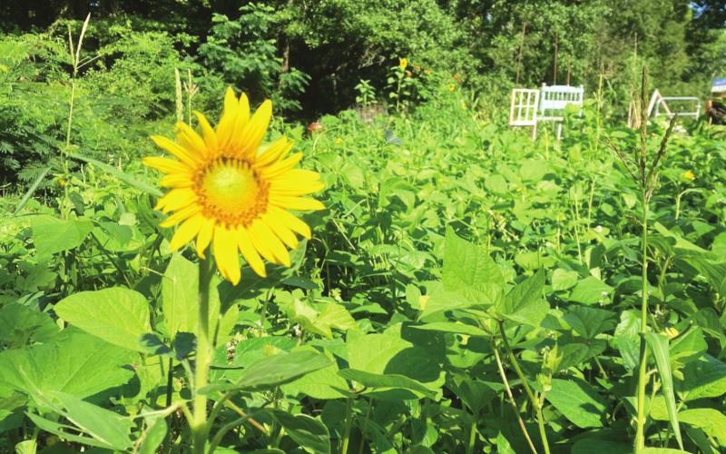 Ask the Eatonton Gardenerd