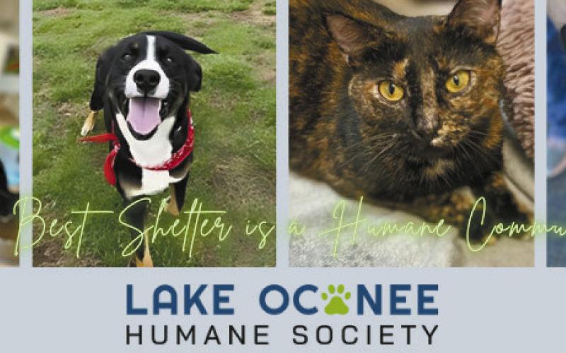 Greensboro’s Lake Oconee Humane Society will host its third annual Wine, Wags, and Whiskers event on Aug. 9 at Oconee Brewing Company in Greensboro. (CONTRIBUTED)