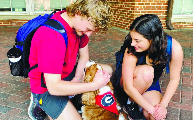 Healing power of ‘four-legged angels’ seen in Lake Country