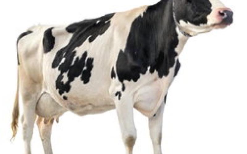 The Dairy Alliance