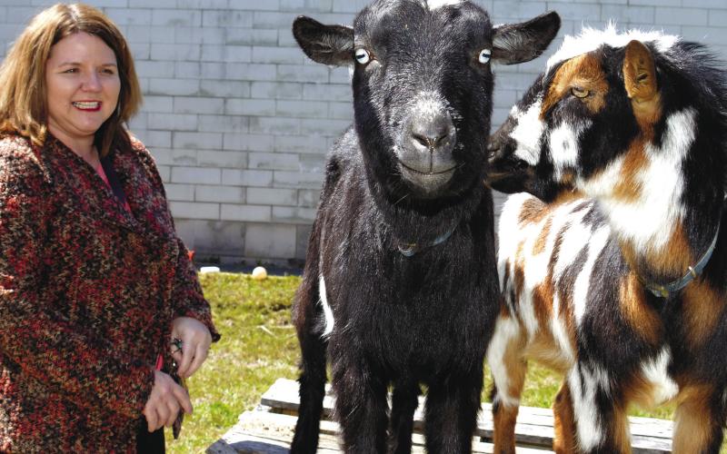 Sebastian the goat stares down the camera while his pal Scuttles exchanges a glance with media specialist Laurie Griffin, who enjoys her daily interactions with the PCHS goats. IAN TOCHER/Staff