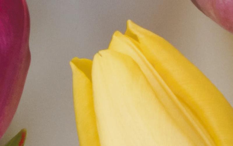 Alt Text for Image