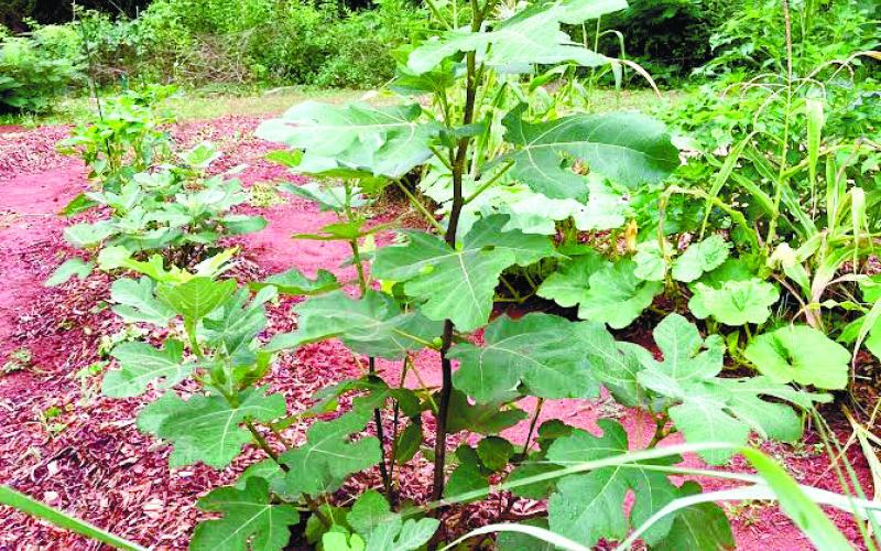 Ask the Eatonton Gardenerd