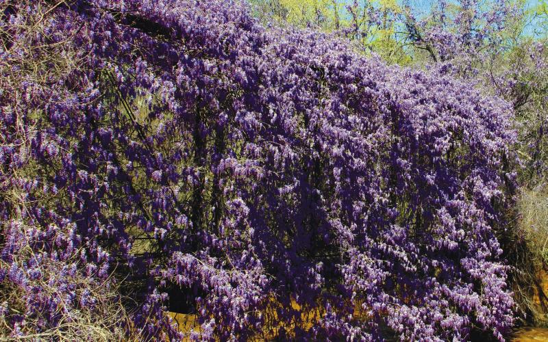 The wisteria was in full bloom last week, covering the old, metal bridge that served as Putnam County’s only dry passage over Murder Creek for much of the 1900s until a more modern bridge was built as part of Glenwood Springs Road nearly 40 years ago.