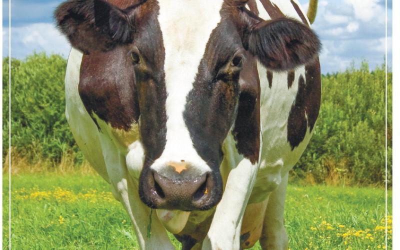 This year’s Dairy Festival will begin at 7:30 a.m. Fun Run, followed by the 8 a.m. start of the Dairy Festival 5K Road Race (map, p. 7). By 9 a.m., arts, crafts, and food vendors will be open all around the courthouse square, and at 10 a.m. the Dairy Festival Parade through downtown Eatonton will begin.