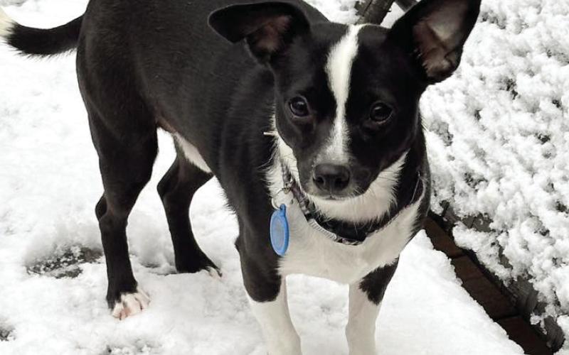 Finn in Great Waters enjoying the snow. Submitted by Sharon Gibson