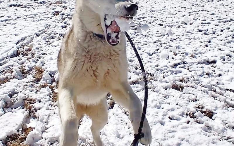 Sammy catches his first snow ball. Submitted by Lenie Carroll