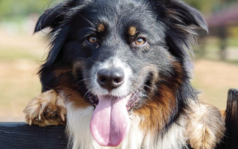 Many dogs take every step their farmers take as they complete their daily chores. (Photo/CONTRIBUTED)