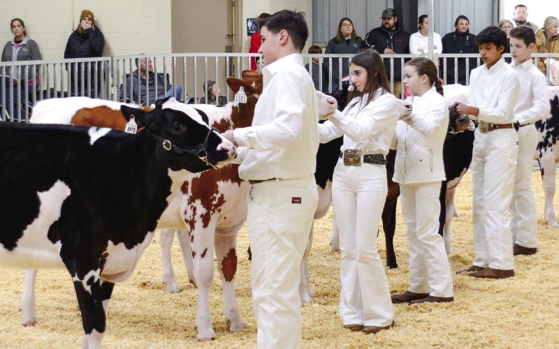 After being placed in order of finishing by the judge, young cattle handlers await her personalized comments, critiques, and suggestions at Putnam County High School’s 17th annual Briar Patch Classic Dairy Heifer Show.