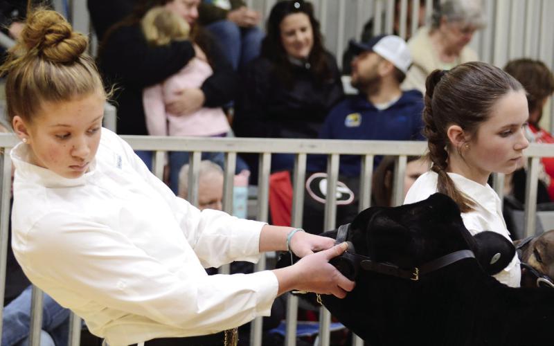 An entrant carefully checks the positioning of her entry’s rear feet before the judge arrives to meticulously evaluate both cow and handler.