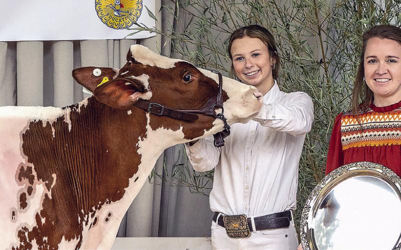 Maggie Harper of Morgan County earned Grand Champion status at the 17th annual Briar Patch Classic Dairy Heifer Show at Putnam County High School. KATIE WILLIAMS/Contributed