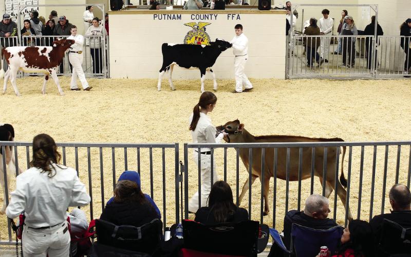 The PCHS show ring is housed in a dedicated structure built beside the baseball diamonds behind the school. A relatively small number of heifers are housed inside throughout the show, with most arriving for judging after being tied up and groomed outside beside the trailers they arrive in from all across the state.