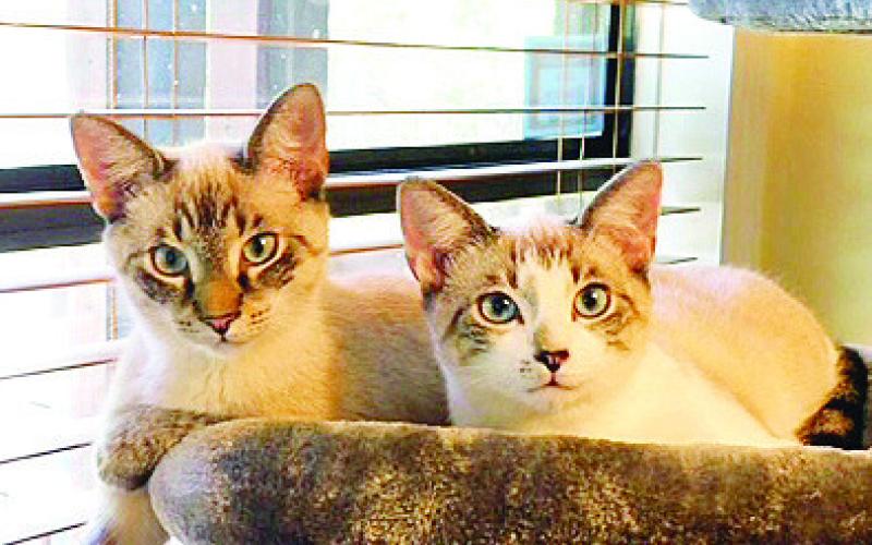 Becky’s beloved cats. CONTRIBUTED