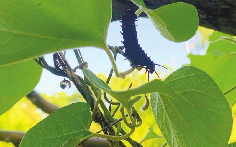 Pipevine Swallowtail caterpillar on its larval host pipevine plant near Papa’s Porch in the habitat. BAILEY BALLARD/Staff